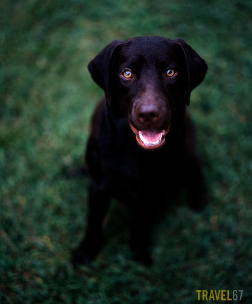"Bear" my one year old chocolate lab.
