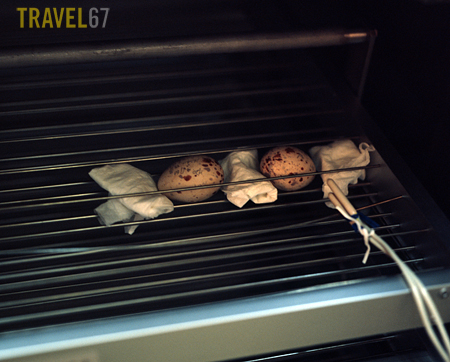 Okinawa Rail eggs in the incubator