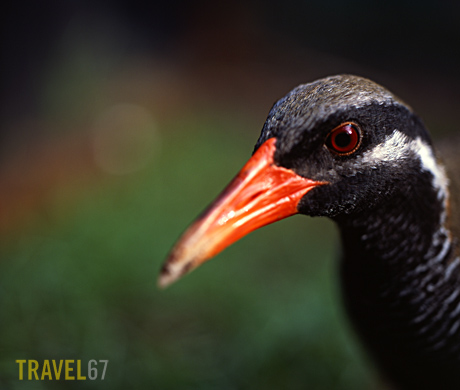 Okinawa Rail adult (Gallirallus okinawae)