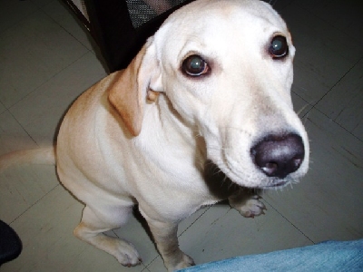 lola Lola a gorgeous 9 month old cream labrador retriever