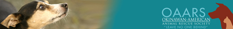 okinawan-american-animal-rescue-society1