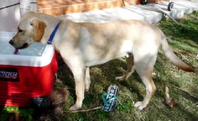 sam-yellow-labrador-retriever Sam a gorgeous one year old yellow labrador retriever