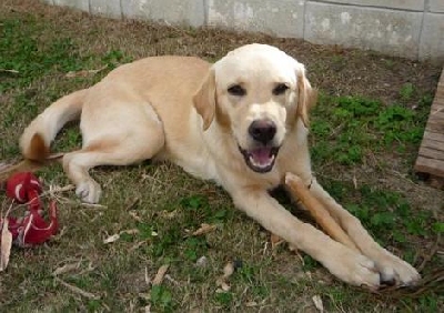 samantha-yellow-labrador-retriever Samantha (Sam's sister) another gorgeous yellow labrador retriever