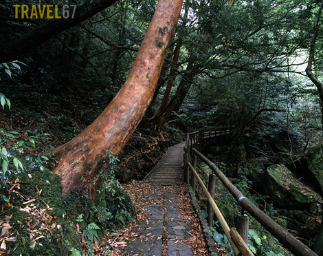 67Yakushima1 blog Following the trail at the Shitatani Unsuikyo, Yakushima