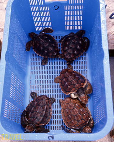 Crates of turtles are readied on the beach.