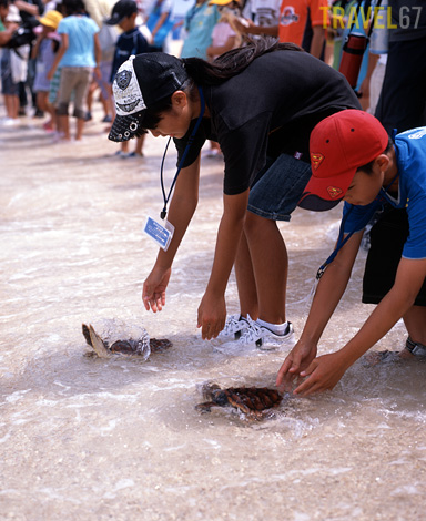 Local children get to release the turtles into the ocean.