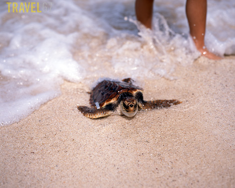 Some turtles are not quite sure which way to go...