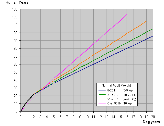 Dog Years to Human Years Conversion Graph Dog Years to Human Years Conversion Graph (www.calculatorcat.com)