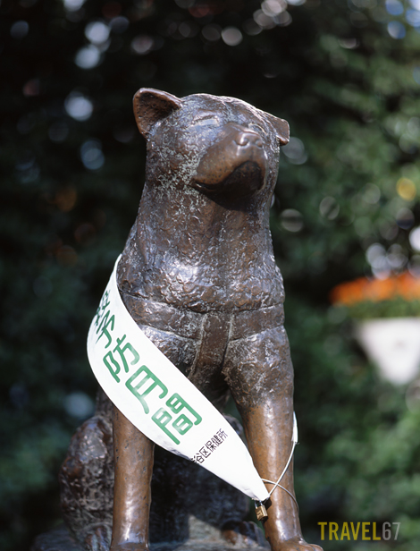 Hachiko in Shibuya, Tokyo