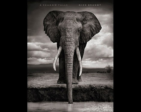 A Shadow Falls by Nick Brandt Cover