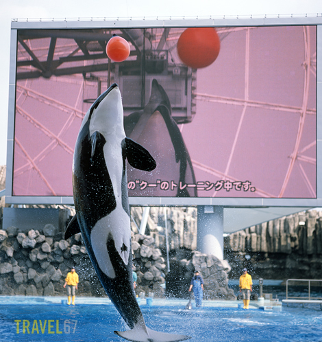 Kyu Nagoya Aquarium's Killer Whale