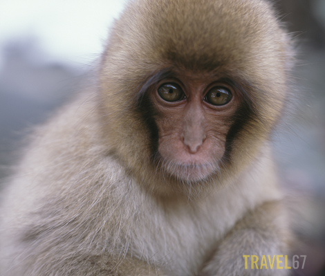 Baby Japanese Snow Monkey, Jigokudani Onsen, Nagano