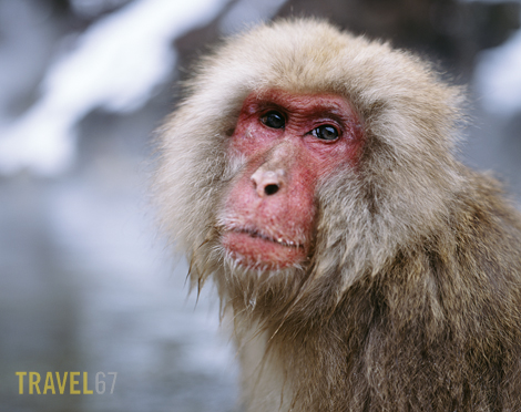 Soulful Snow Monkey