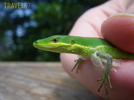 Okinawan Lizard (Pentax W60)