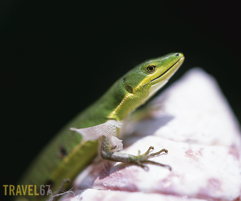 67okinawalizard blog Okinawan Lizard - Pentax 67II medium format camera with Provia slide film