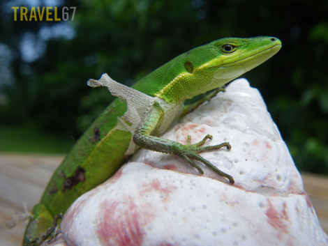 okinawa lizard 1 Okinawan Lizard - Pentax W60 compact=