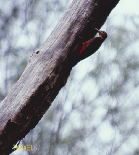 Noguchi-gera, Pryer's Woodpecker, Sapheopipo noguchii