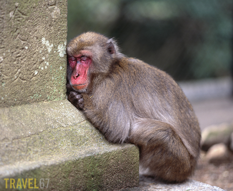 67Beppu 32 blog Mount Takasaki Japanese Macaque