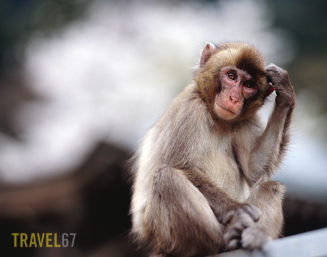 67Beppu 33 blog Mount Takasaki Japanese Macaque