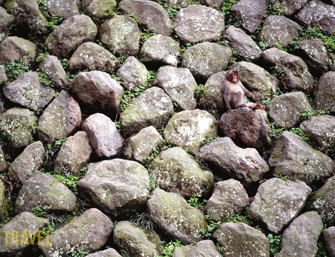 67Beppu 34 blog Mount Takasaki Japanese Macaque