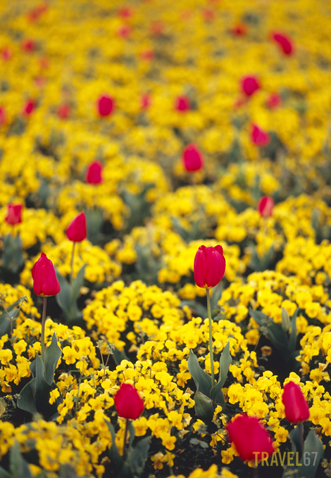 Roadside Tulips, Beppu