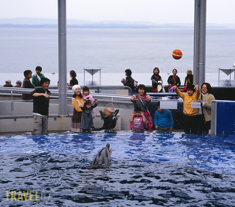 67Beppu 81 blog Basketball playing dolphins, Umitamago Aquarium, Oita