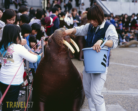 67Beppu 82 blog Meeting a Walrus at Umitamago Aquarium, Oita