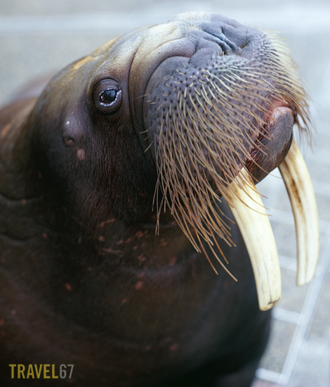 Walrus, Umitamago Aquarium, Oita Walrus, Umitamago Aquarium, Oita