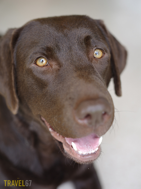 Chris Willson 645 Bear 1 blog 645D 55mm lens Bear 1