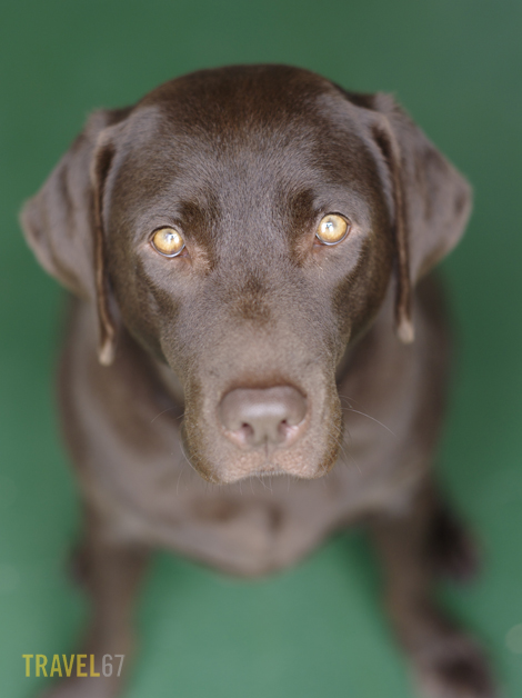 Chris Willson 645D 67 105mm Bear 1 blog Bear portrait shot with 645D and 67 105mm lens
