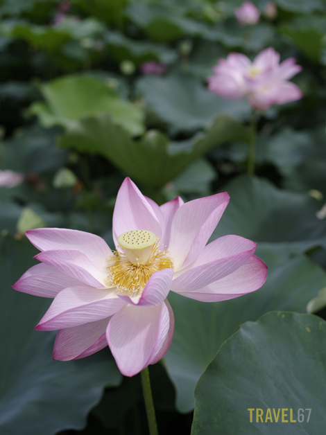 Lotus Flower, Akita Castle Moat
