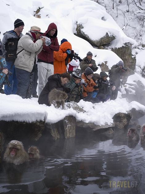 Snow Monkey Paparazzi (2)