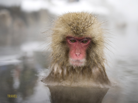 _6455423 blog 470 Lonely Snow Monkey