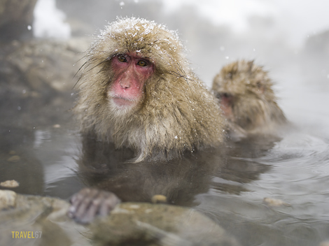 _6455443 blog Snow Monkey Grooming