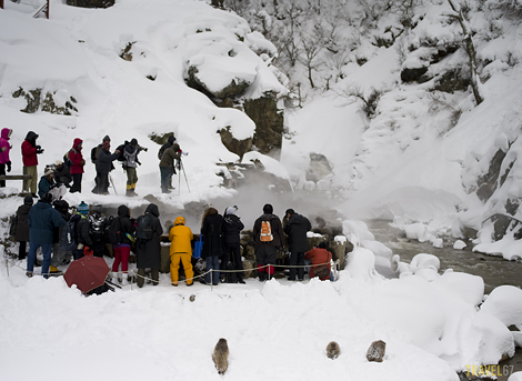 Snow Monkey Paparazzi (1)