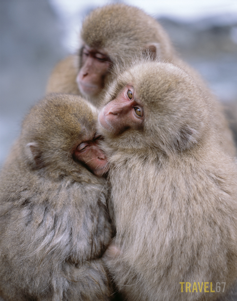 Snow Monkeys, Jigokudani, Nagano