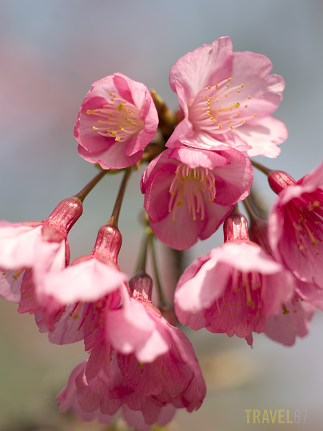 Cherry Blossom in Okinawa (2)