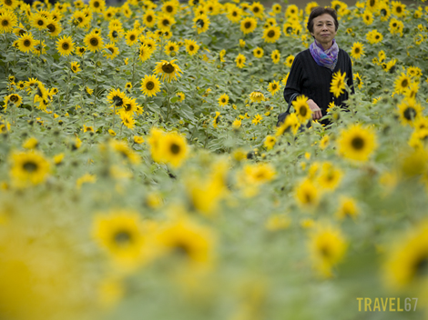 Sunflower Festival in Kitanakagusku Village, Okinawa