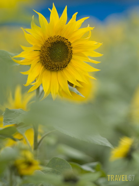 Sunflower Festival in Kitanakagusku Village, Okinawa