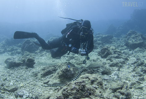 Shawn and the Sea Snake