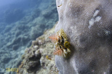 Christmas Tree Worms at Kadena Steps, Okinawa