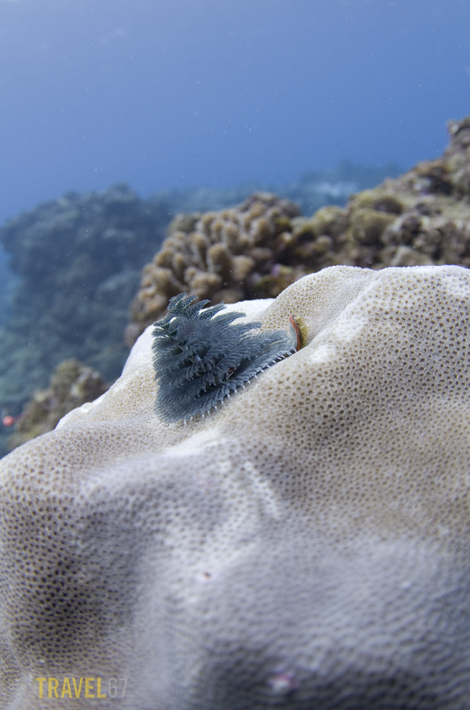 Christmas Tree Worms at Kadena Steps, Okinawa