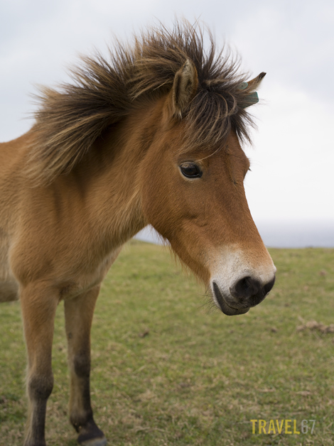 Yonaguni Pony