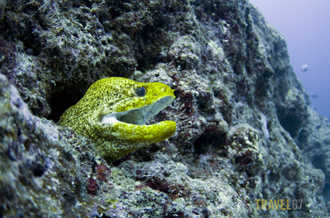 Moray Eel at Cape Zanpa