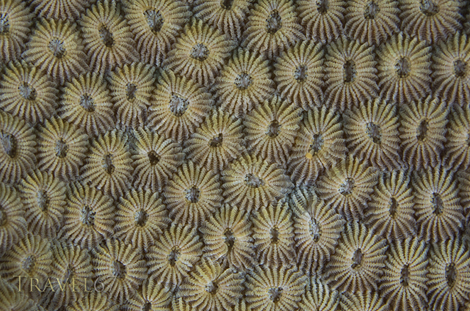 _1K51233 web 470 Coral Close Up