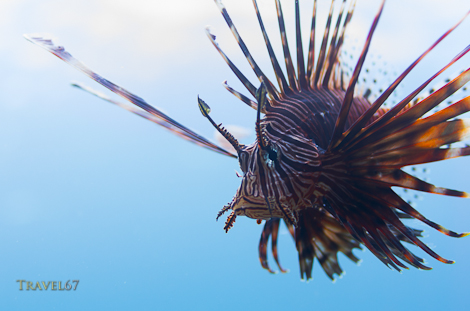 Lionfish - Pterois volitans 