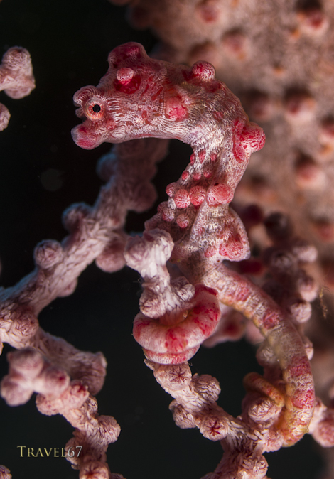 The pygmy seahorse, Bargibanti's seahorse, (Hippocampus bargibanti) Okinawa, Japan