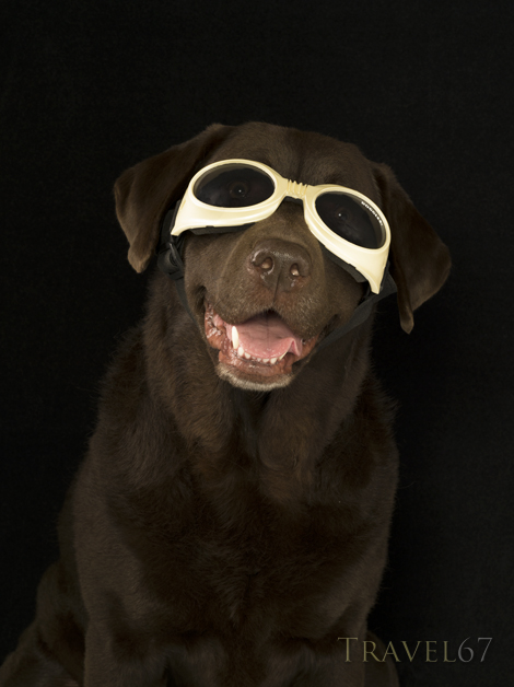 Doggles