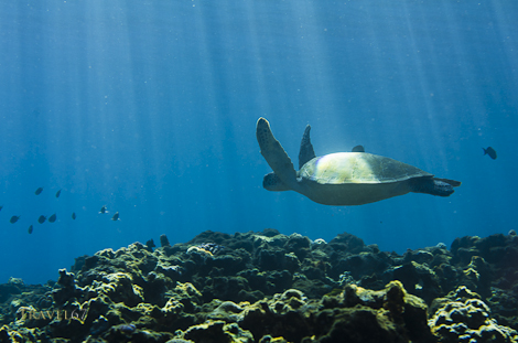 Turtle at Cape Manza, Okinawa