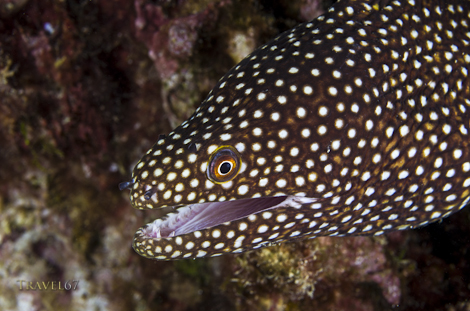 Whitemouth moray, Malibu Beach, Okinawa